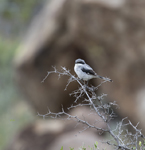 Loggerhead Shrike 1649